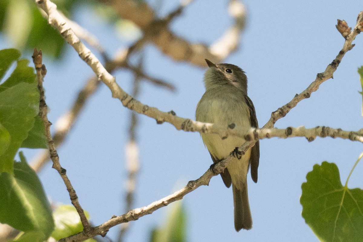 Least Flycatcher - Ross Bartholomew