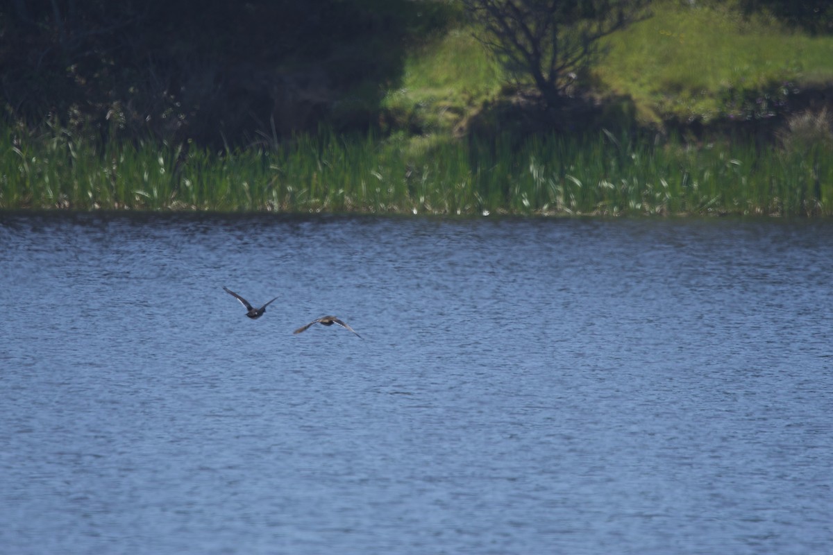 Wood Duck - ML619412863