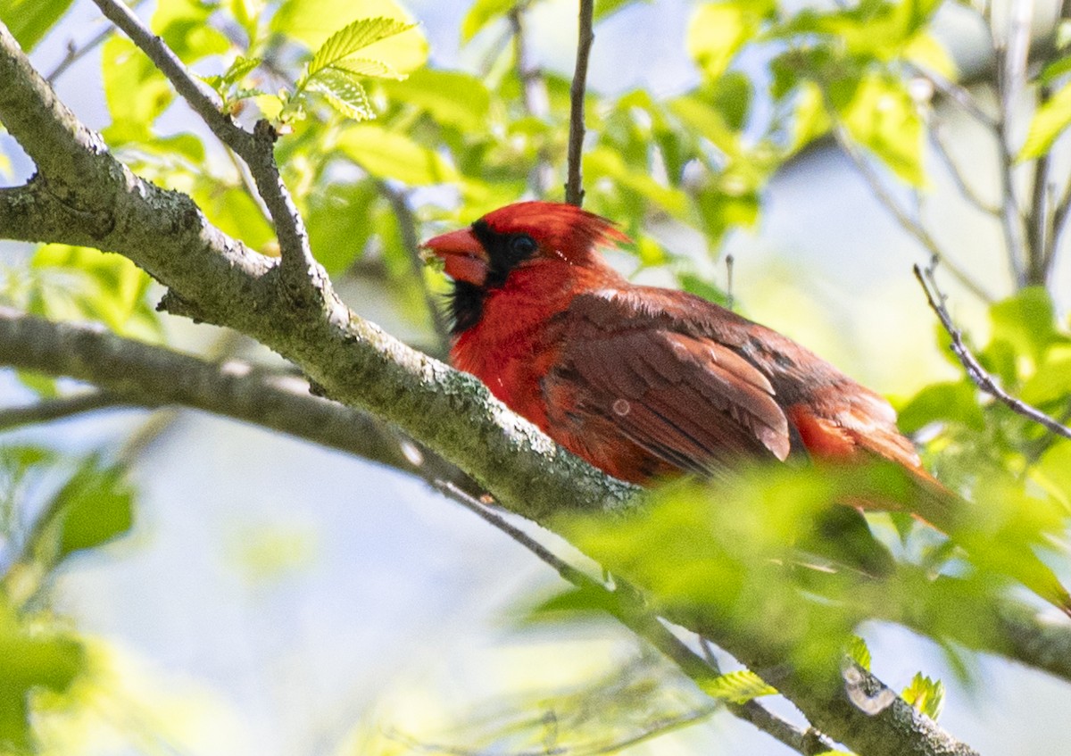 Northern Cardinal - David Campbell