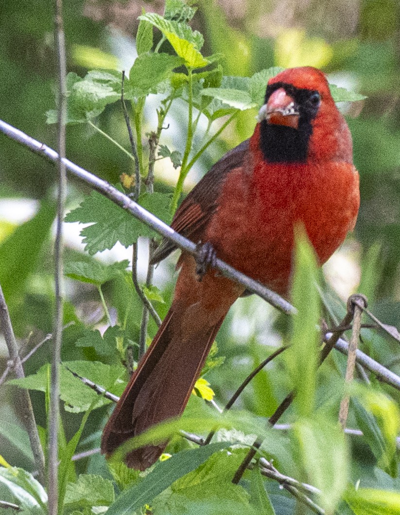 Northern Cardinal - David Campbell