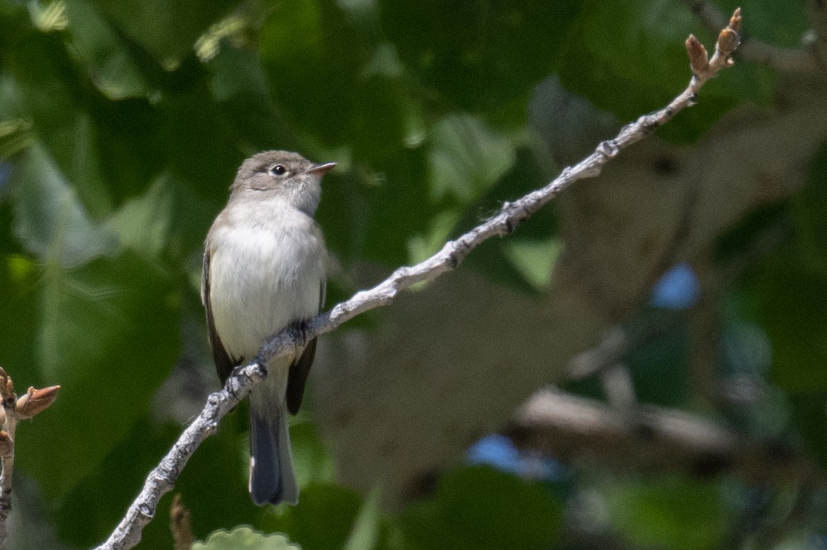 Least Flycatcher - Ross Bartholomew