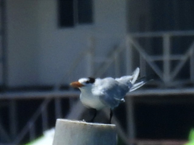 Royal Tern - Jhon Carlos Andres Rivera Higuera