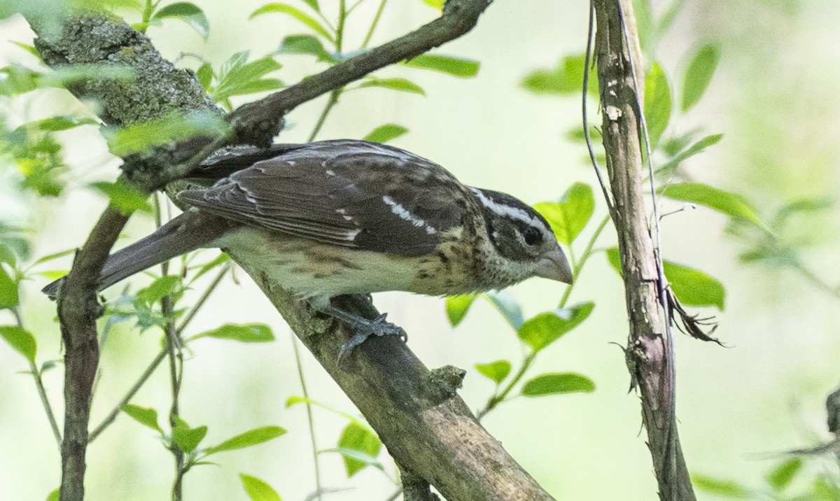 Rose-breasted Grosbeak - David Campbell