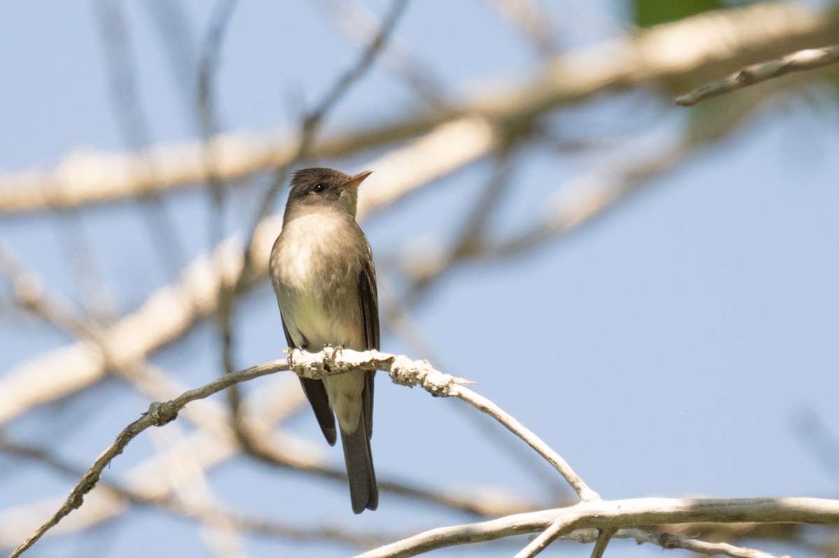 Western Wood-Pewee - Ross Bartholomew