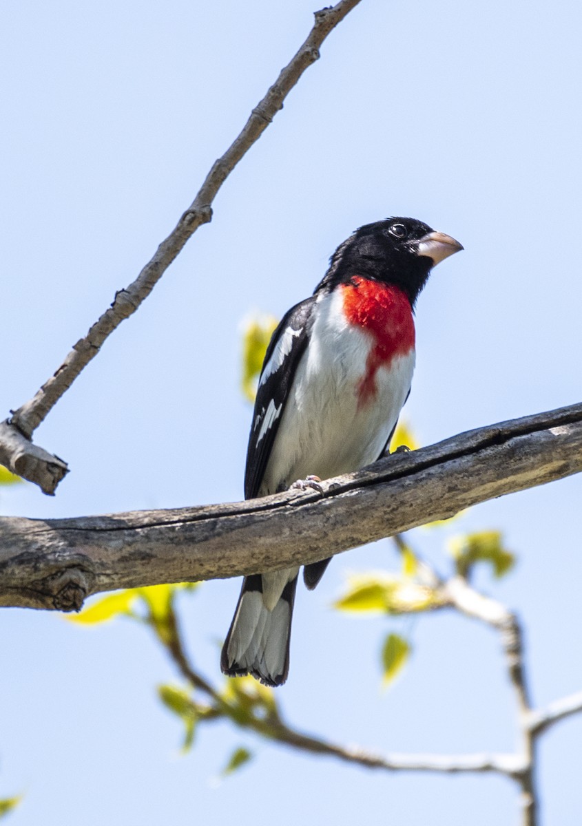 Rose-breasted Grosbeak - David Campbell