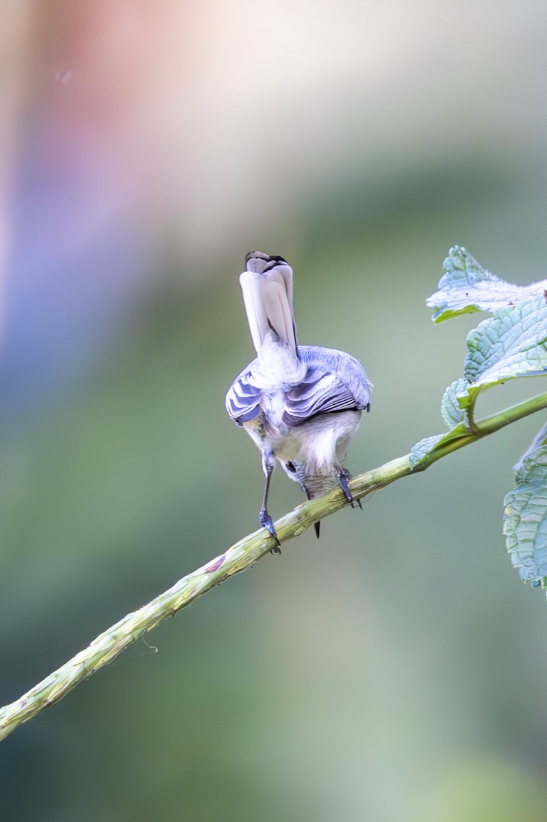 White-browed Gnatcatcher - Mason Flint