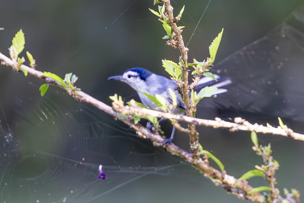 White-browed Gnatcatcher - Mason Flint