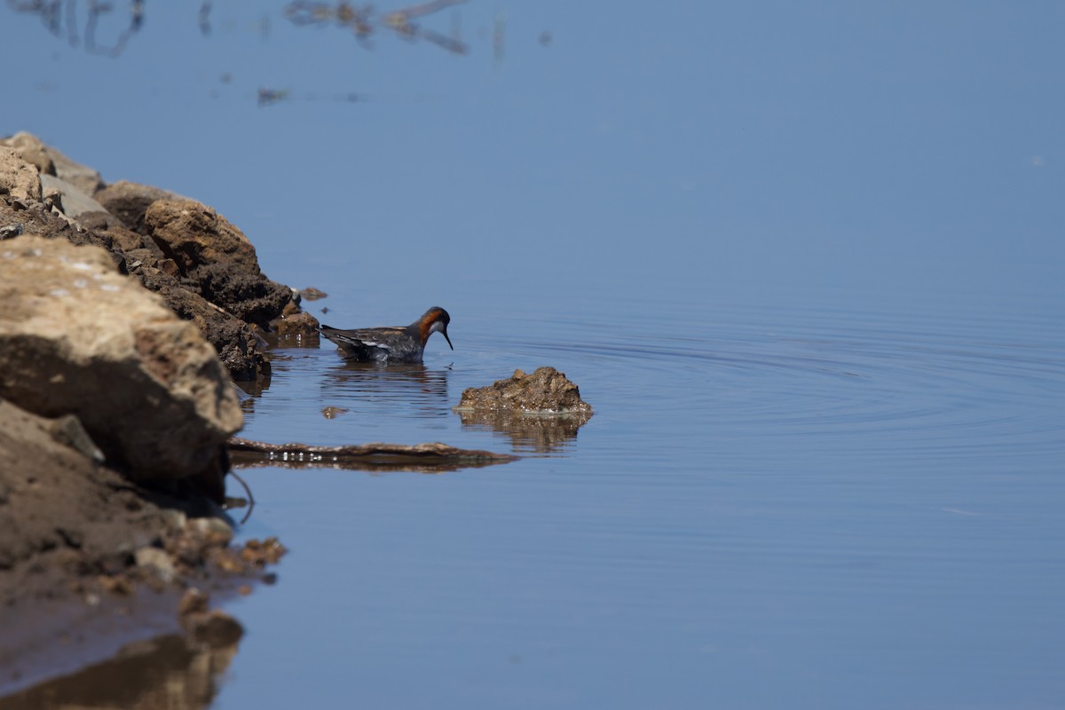 Red-necked Phalarope - ML619412900