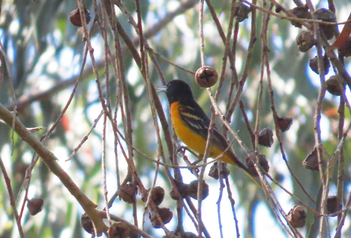 Baltimore Oriole - Tom Edell