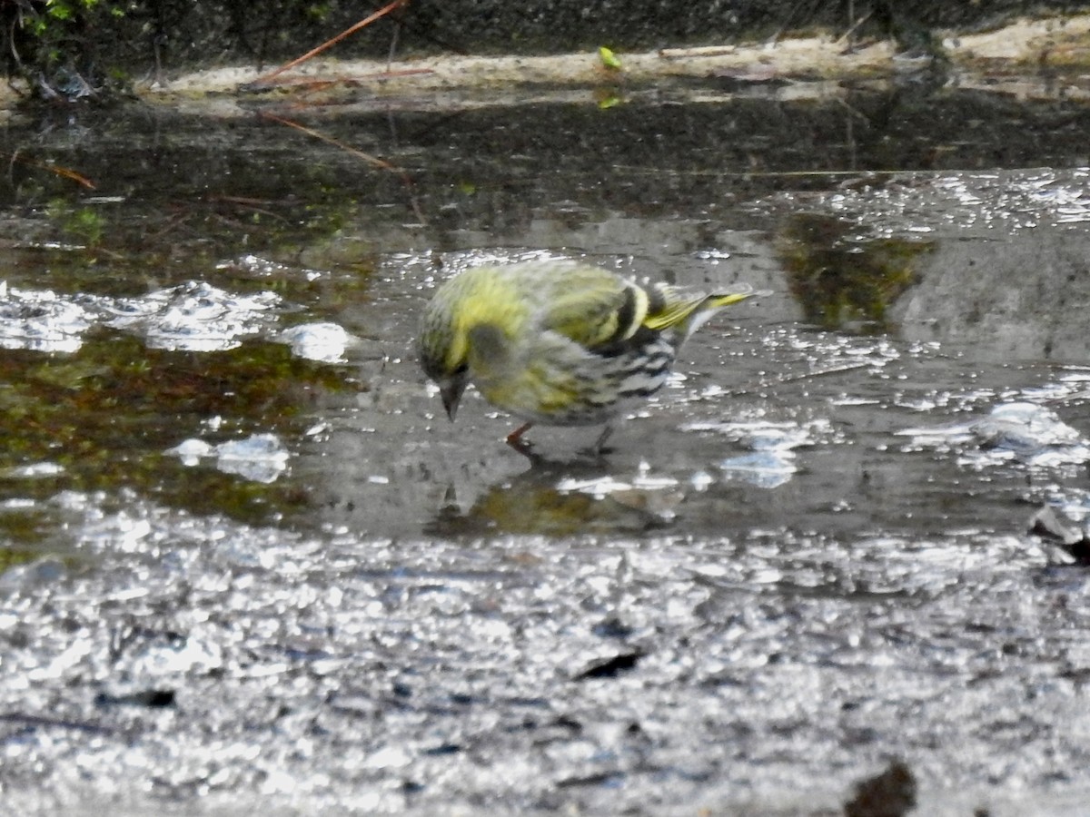 Eurasian Siskin - Craig Jackson