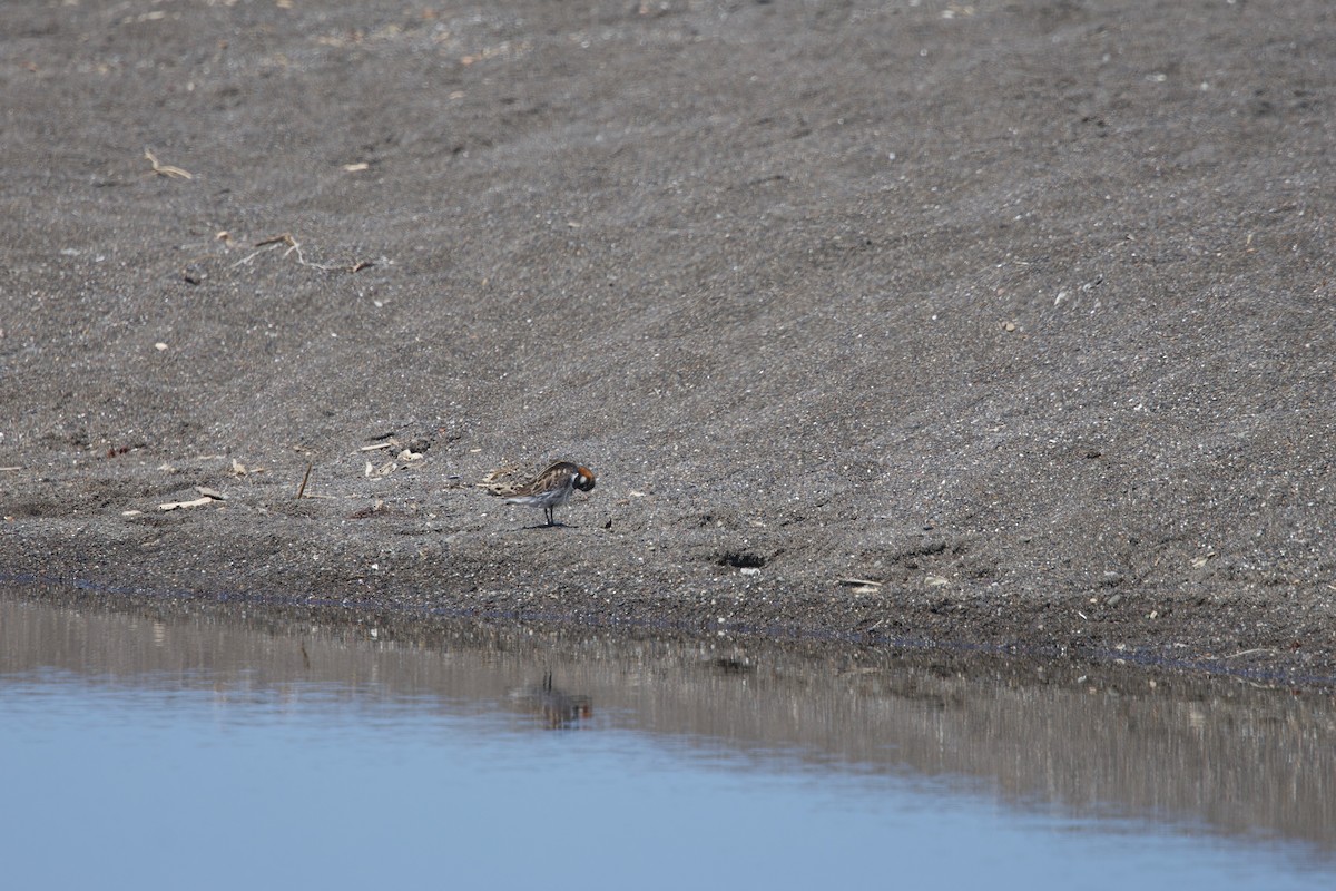 Red-necked Phalarope - Deanna McLaughlin