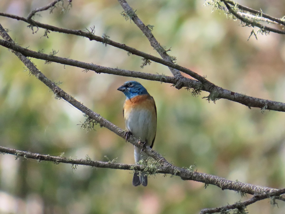 Lazuli Bunting - ML619412910