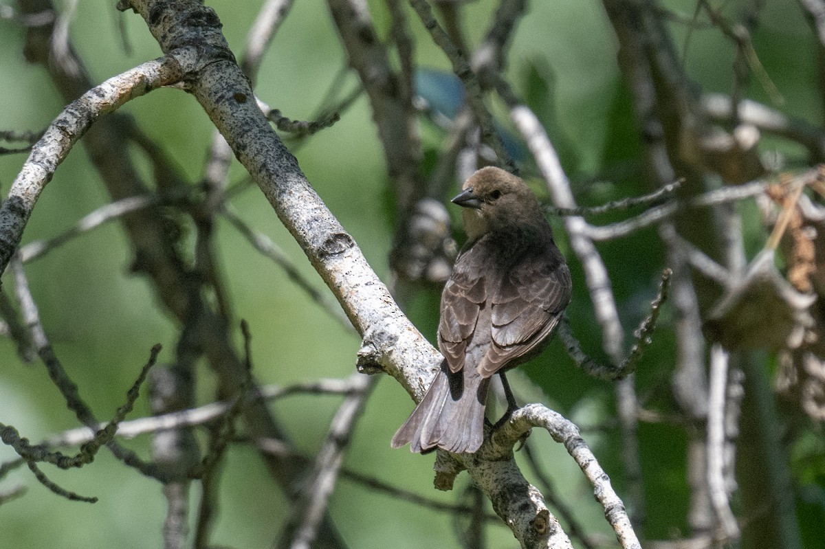 Brown-headed Cowbird - ML619412911