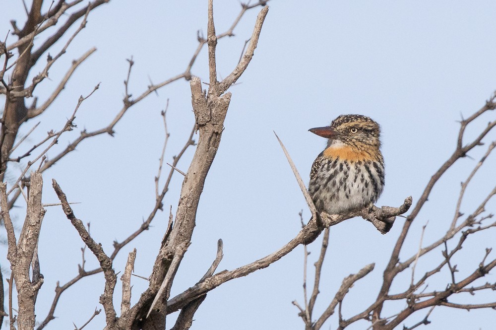 Spot-backed Puffbird - ML619412912