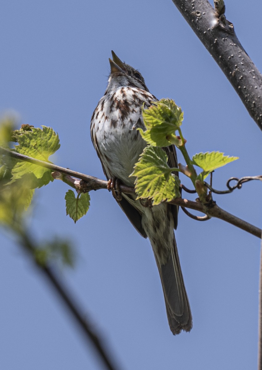 Song Sparrow - David Campbell