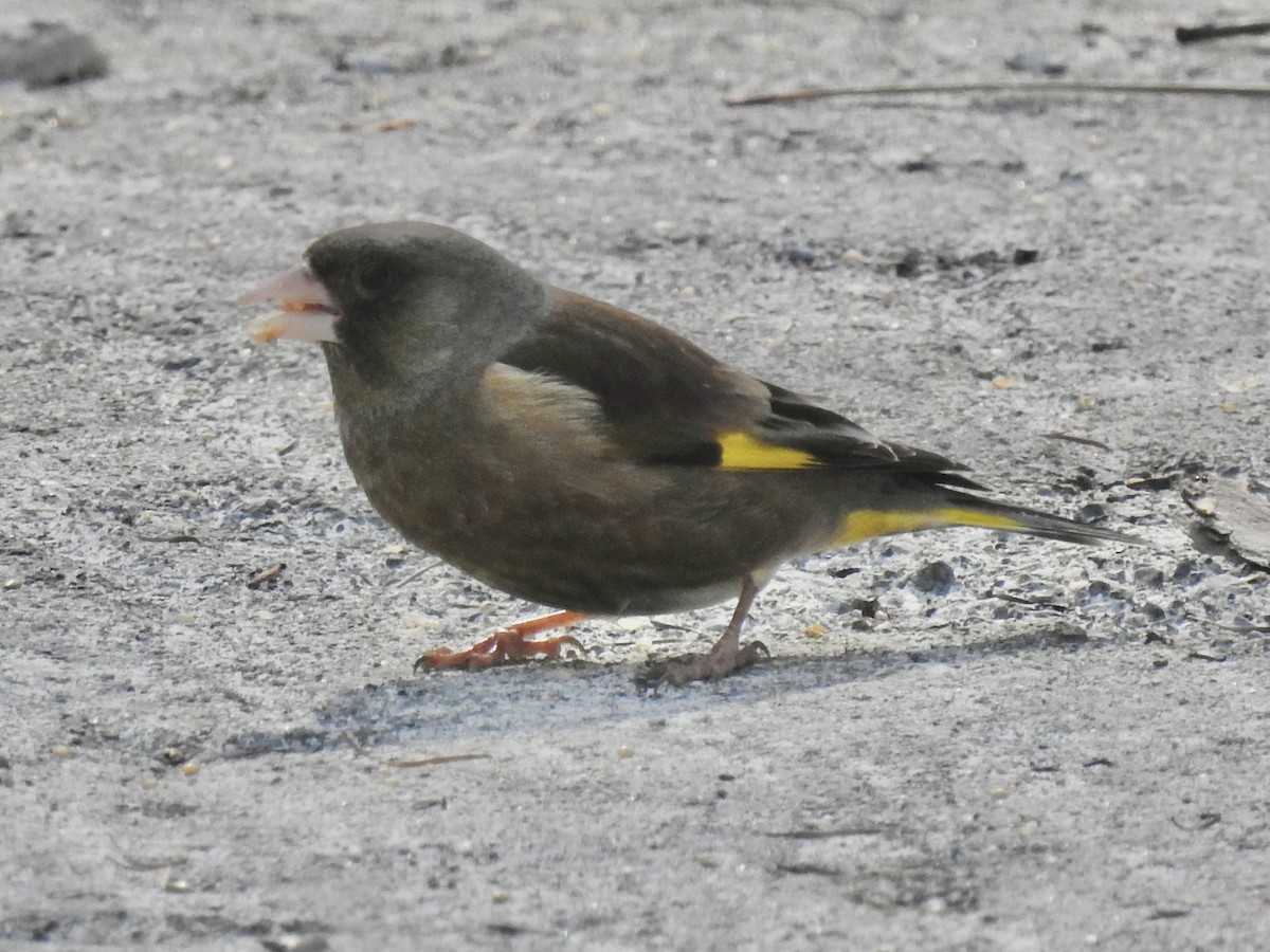 Oriental Greenfinch - Craig Jackson