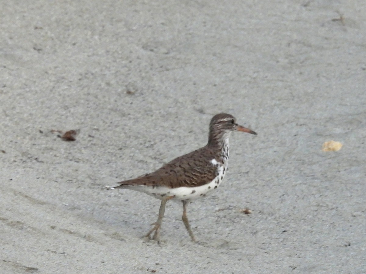 Spotted Sandpiper - Jhon Carlos Andres Rivera Higuera