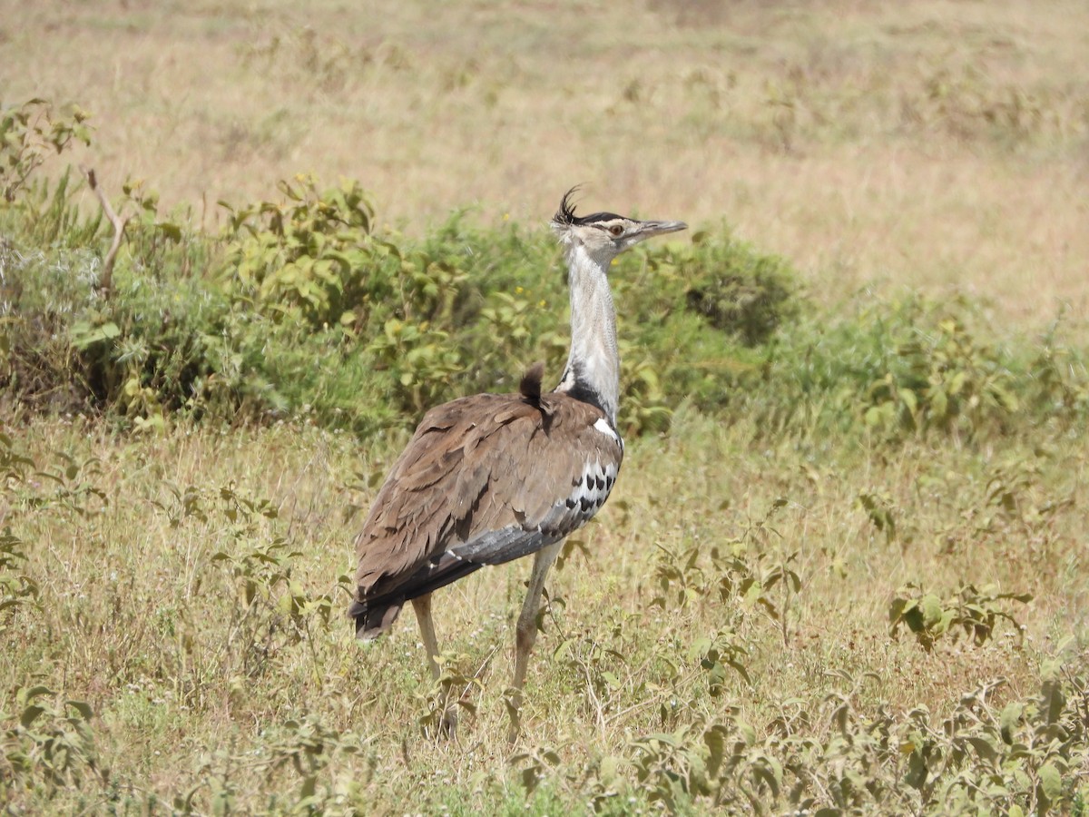 Kori Bustard - Lynn Scarlett