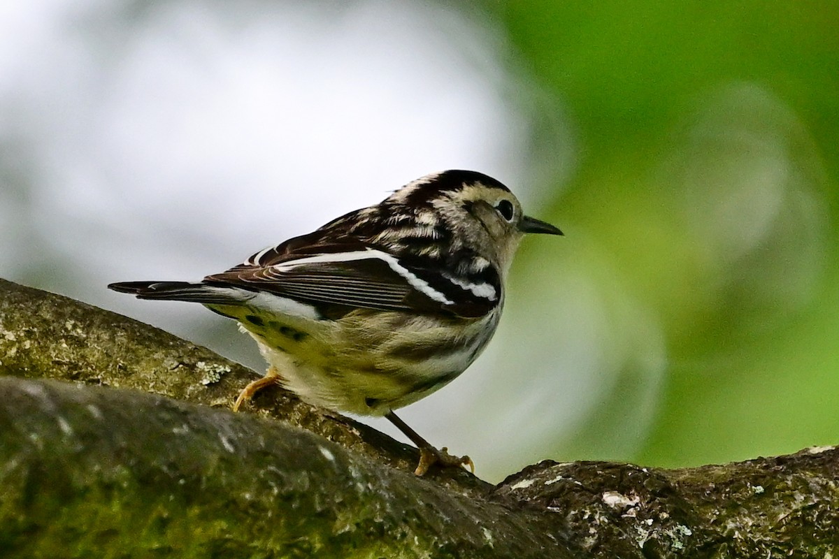 Blackpoll Warbler - ML619412922