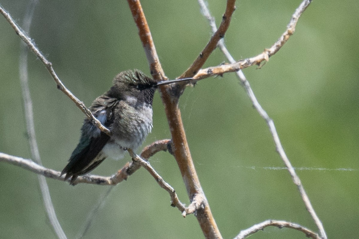 Black-chinned Hummingbird - Ross Bartholomew