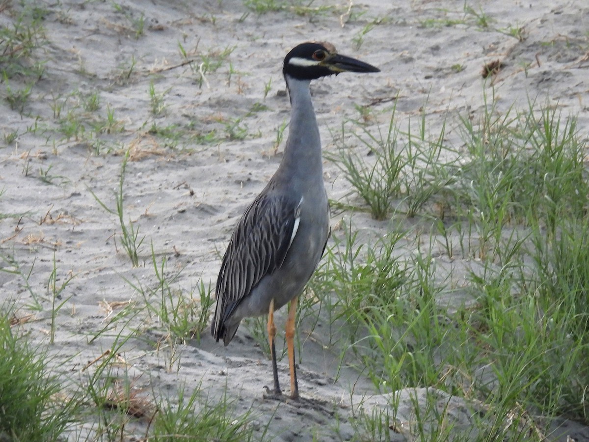 Yellow-crowned Night Heron - ML619412940