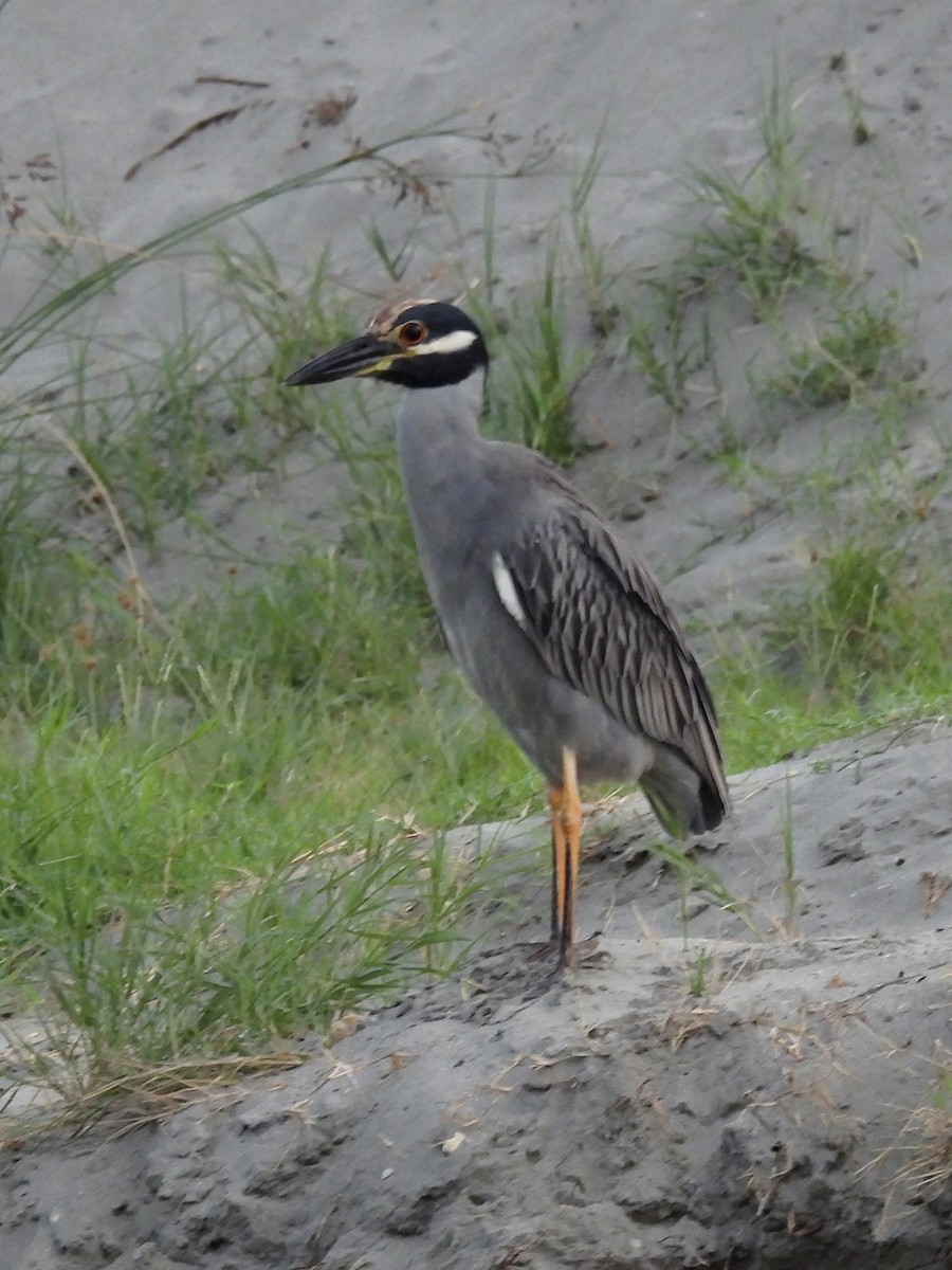 Yellow-crowned Night Heron - ML619412942