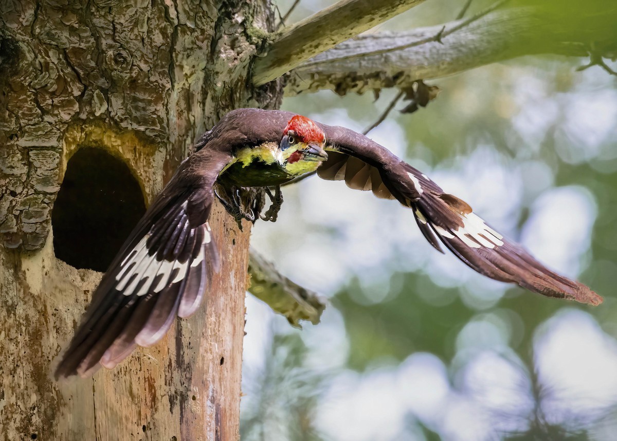 Pileated Woodpecker - Brian Smith
