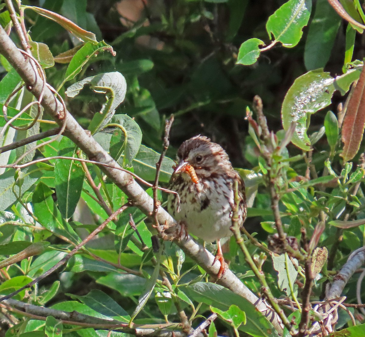 Song Sparrow - ML619412945