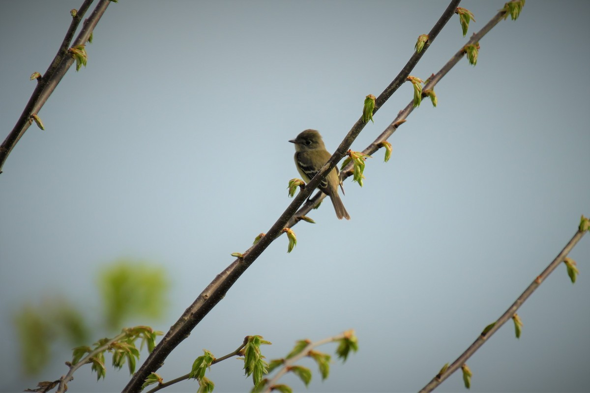 Yellow-bellied Flycatcher - ML619412947