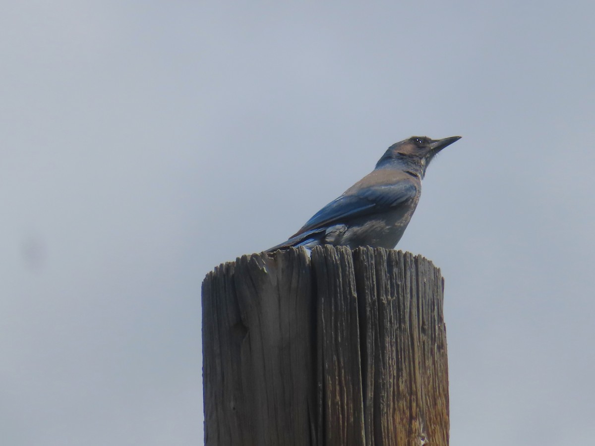 Woodhouse's Scrub-Jay - Ursula  Mitra