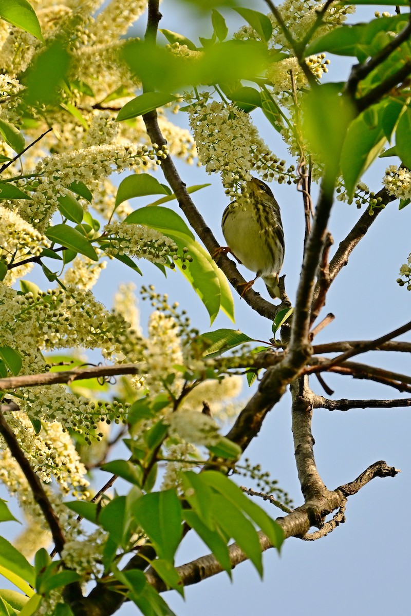 Blackpoll Warbler - Eileen Gibney