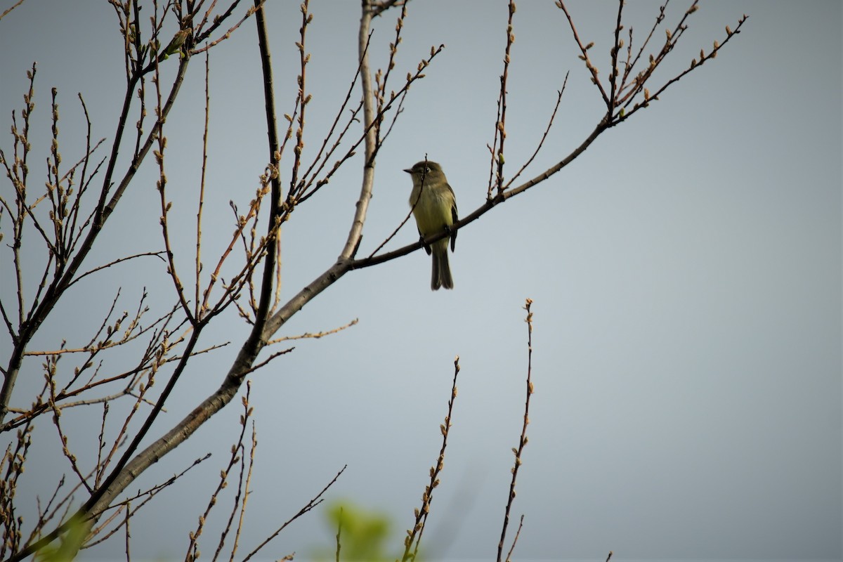 Yellow-bellied Flycatcher - ML619412956