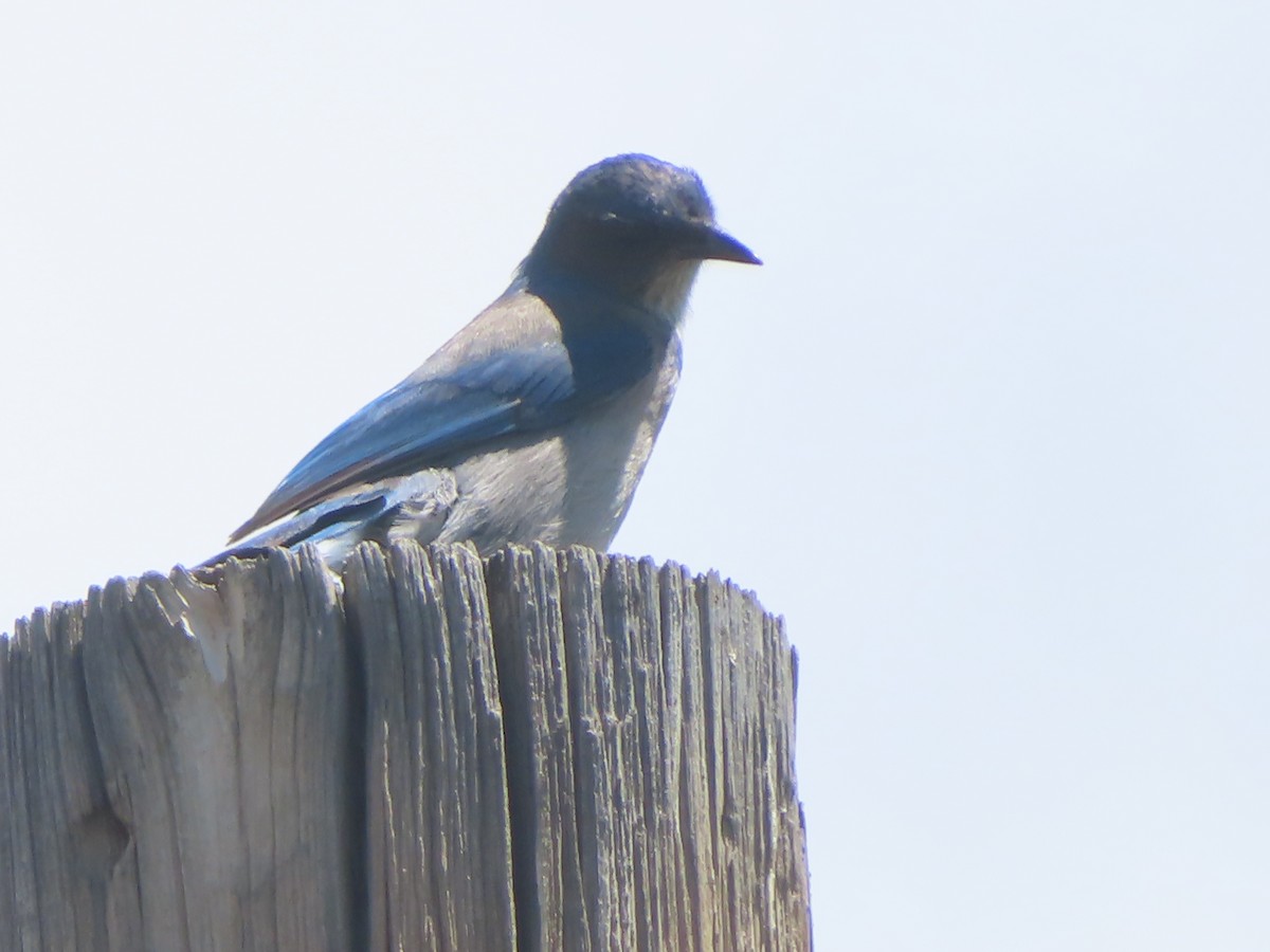 Woodhouse's Scrub-Jay - Ursula  Mitra