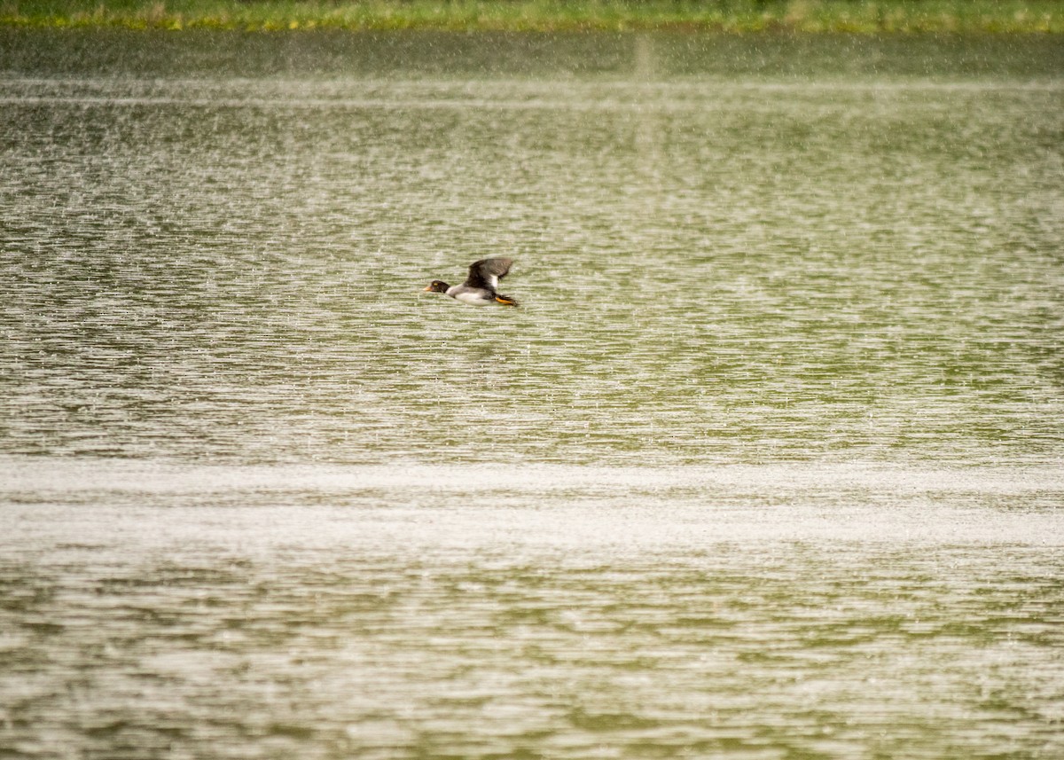 Barrow's Goldeneye - Larry Joseph