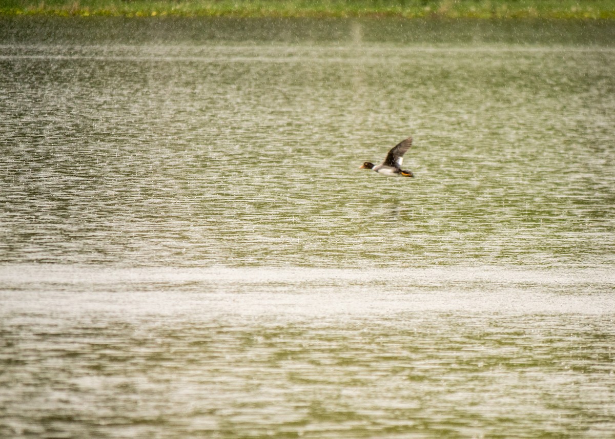 Barrow's Goldeneye - Larry Joseph