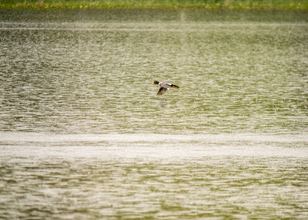 Barrow's Goldeneye - Larry Joseph