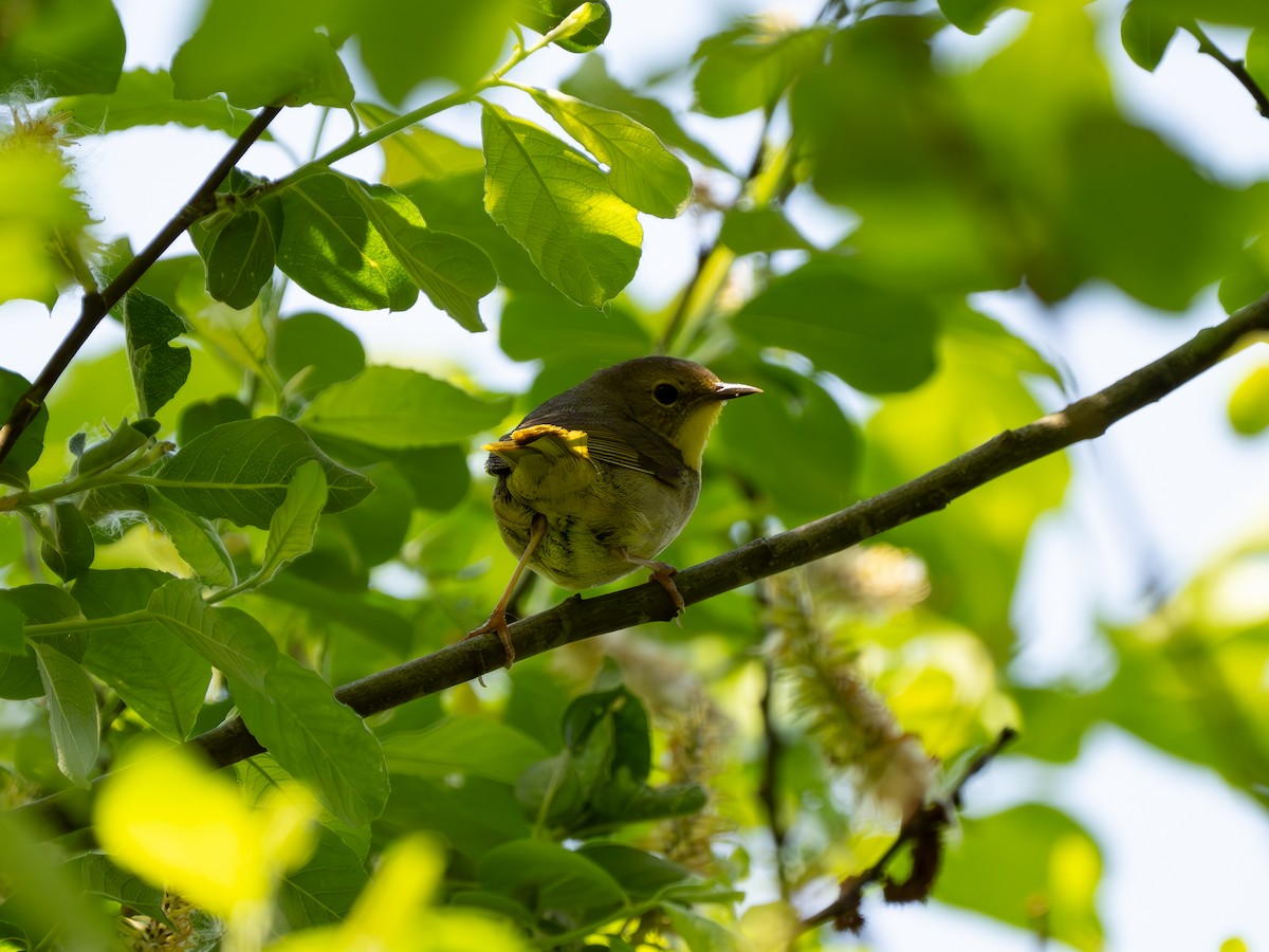 Common Yellowthroat - ML619412971