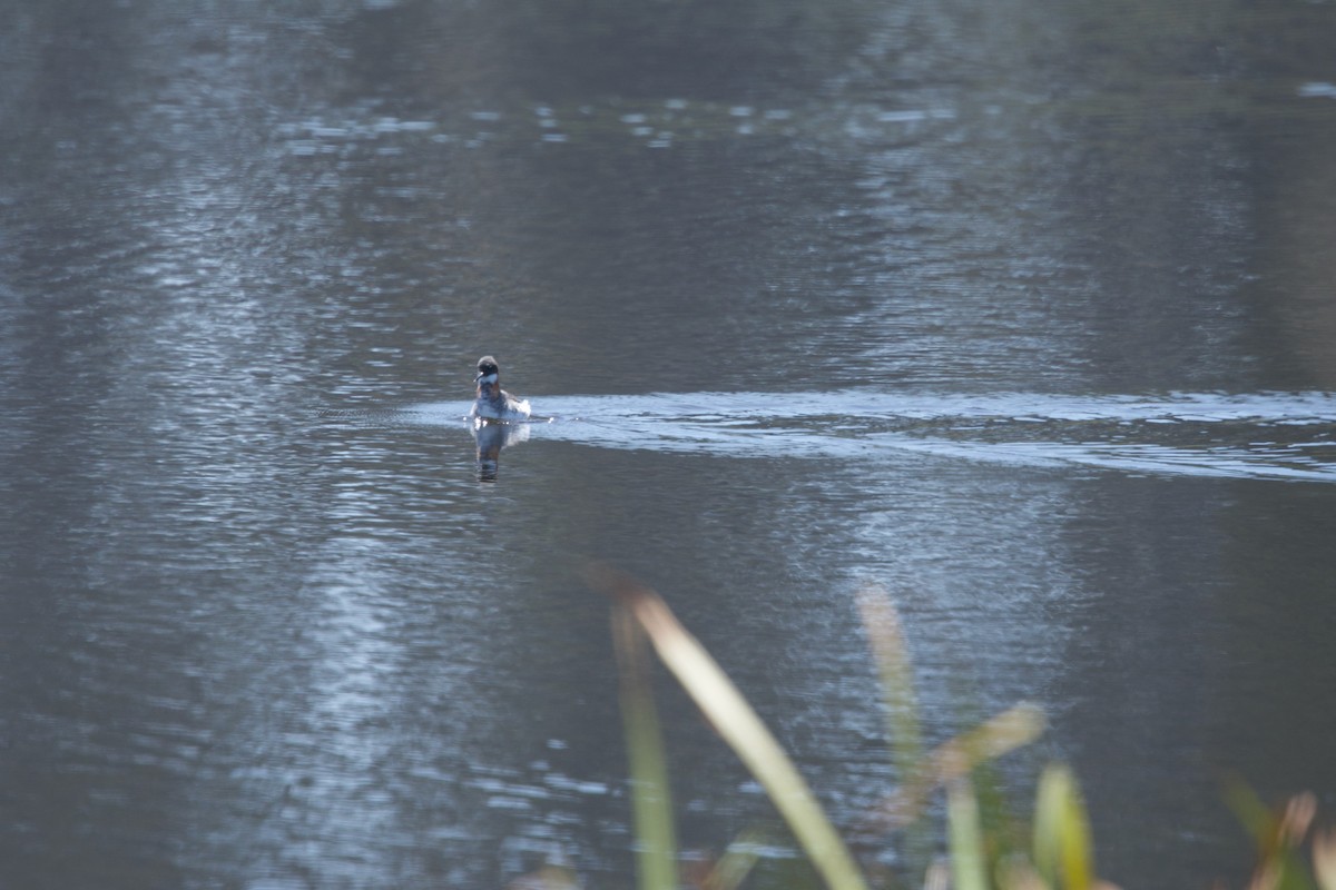 Red-necked Phalarope - ML619412973