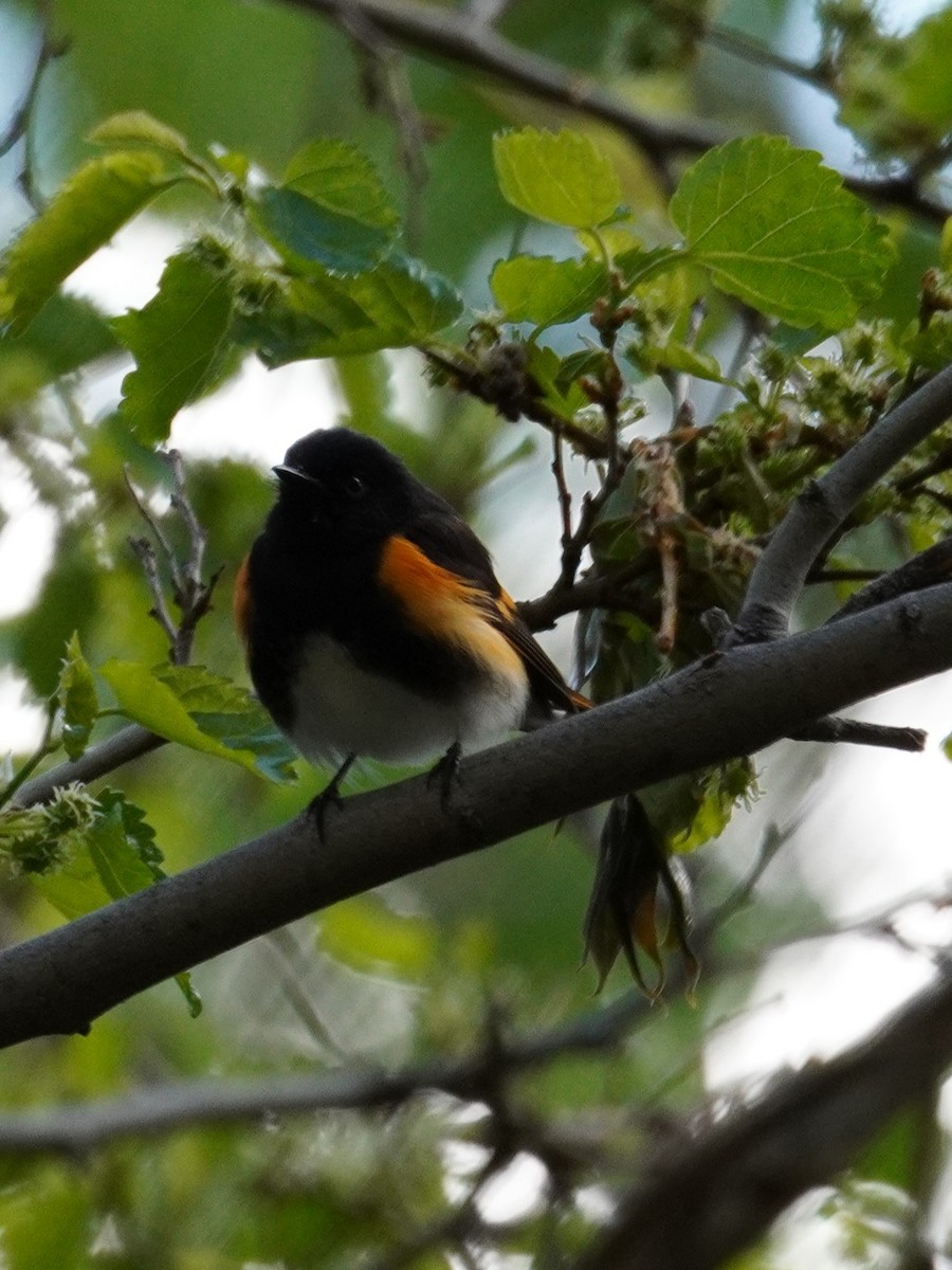 American Redstart - Kristy Dhaliwal