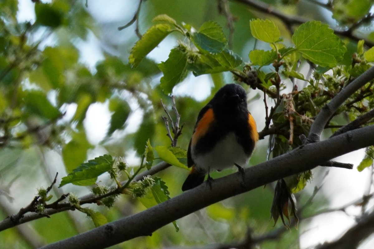 American Redstart - Kristy Dhaliwal