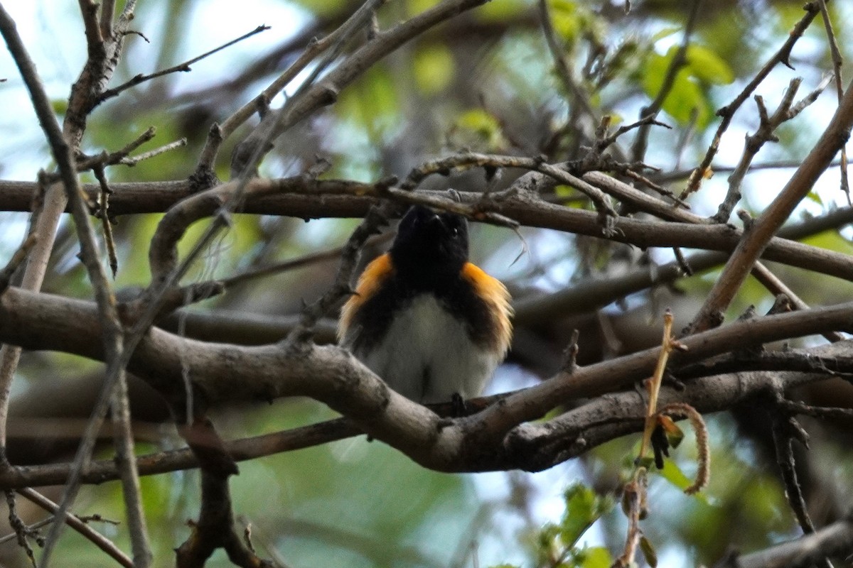 American Redstart - Kristy Dhaliwal