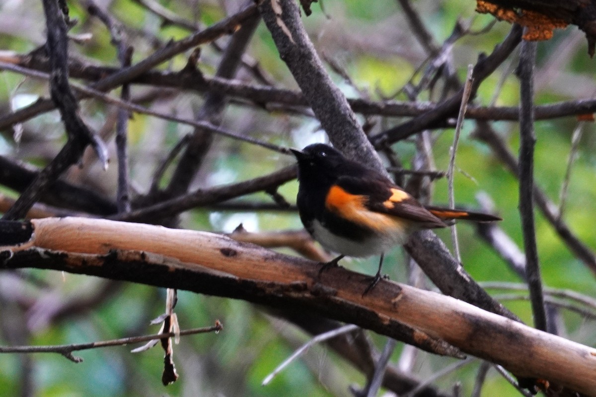 American Redstart - Kristy Dhaliwal