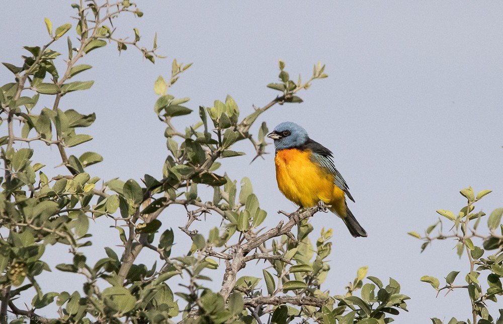 Blue-and-yellow Tanager - ML619412999