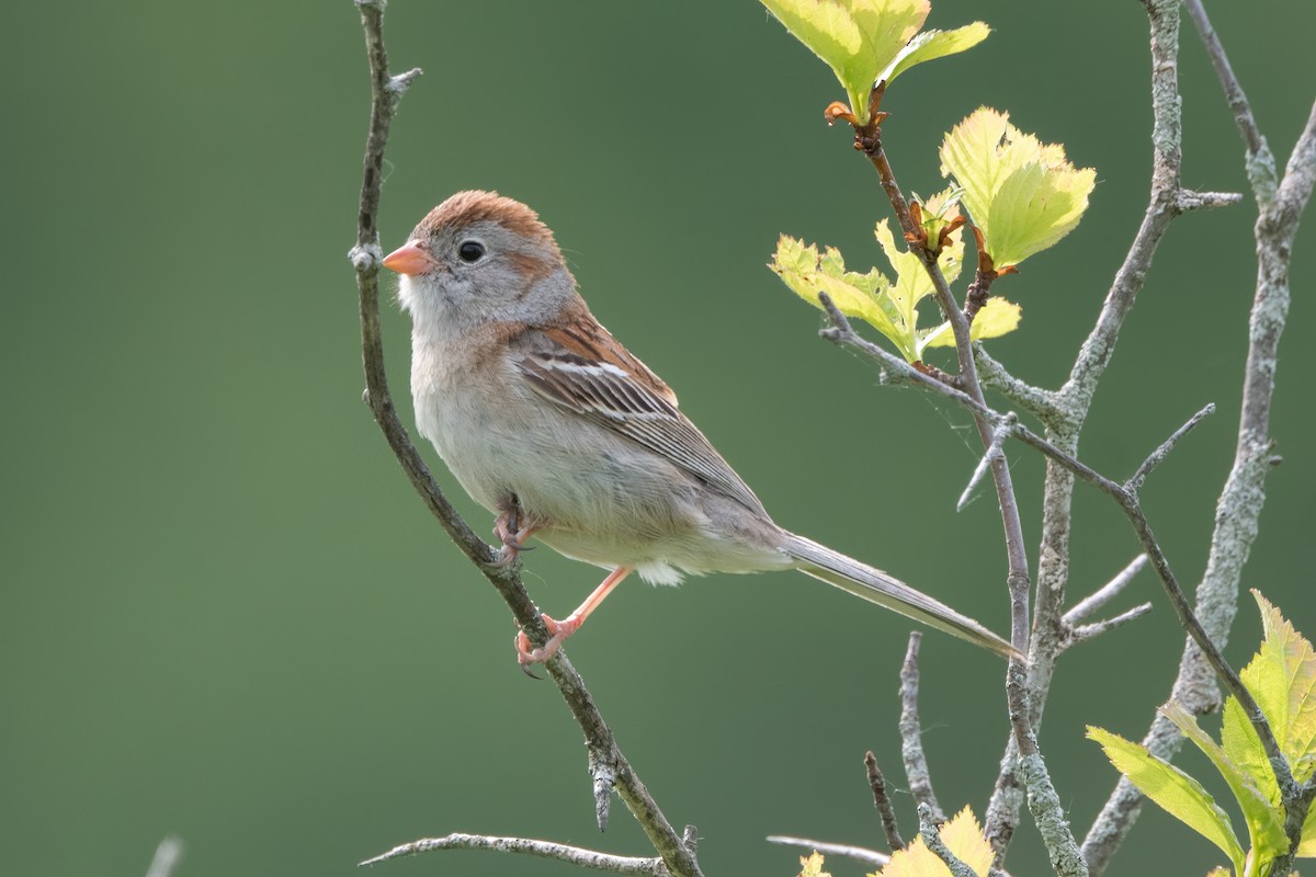 Field Sparrow - Phil Harvey