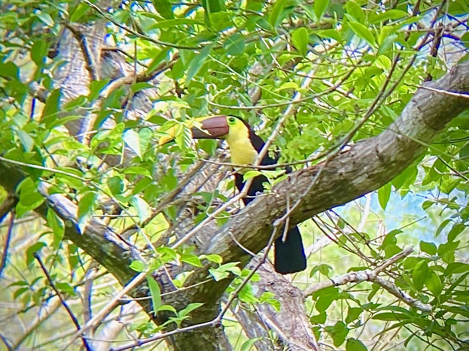 Yellow-throated Toucan - Giuseppe Oliver