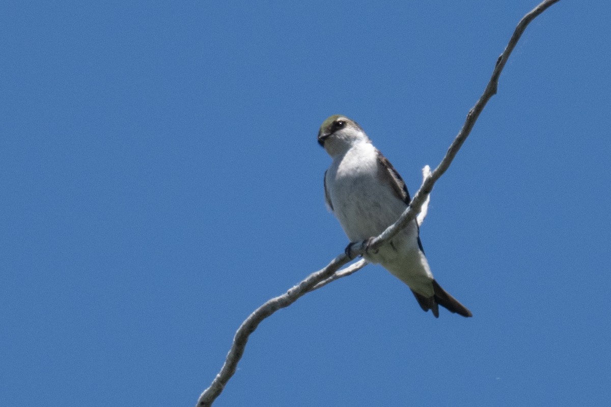 Violet-green Swallow - Ross Bartholomew