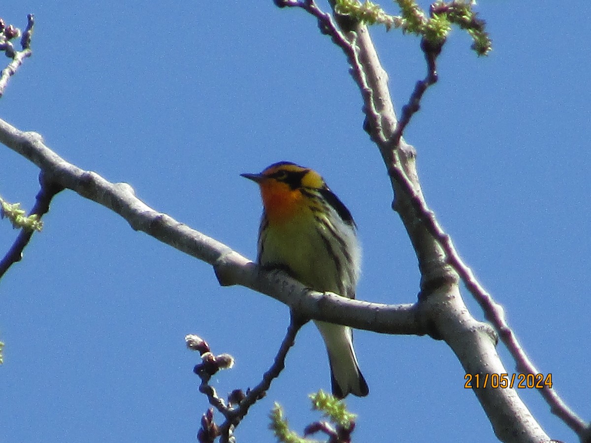 Blackburnian Warbler - ML619413012