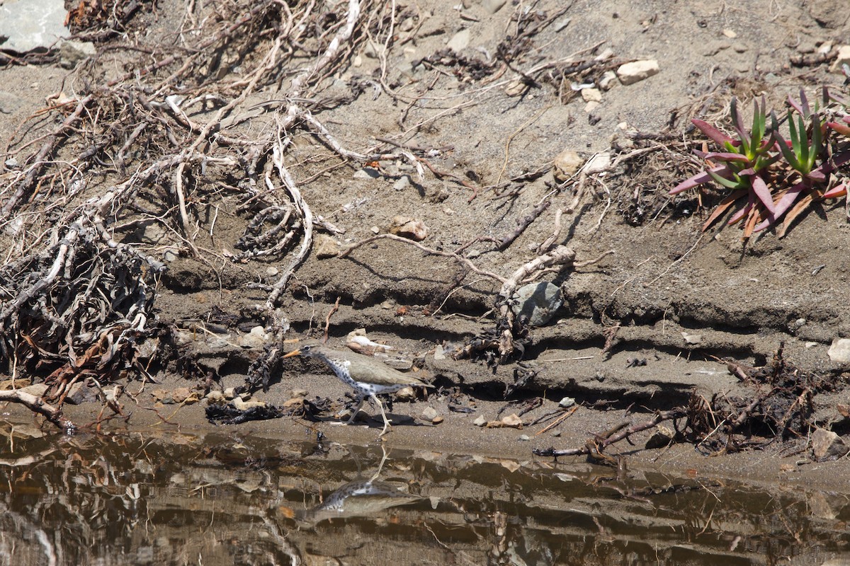 Spotted Sandpiper - Deanna McLaughlin