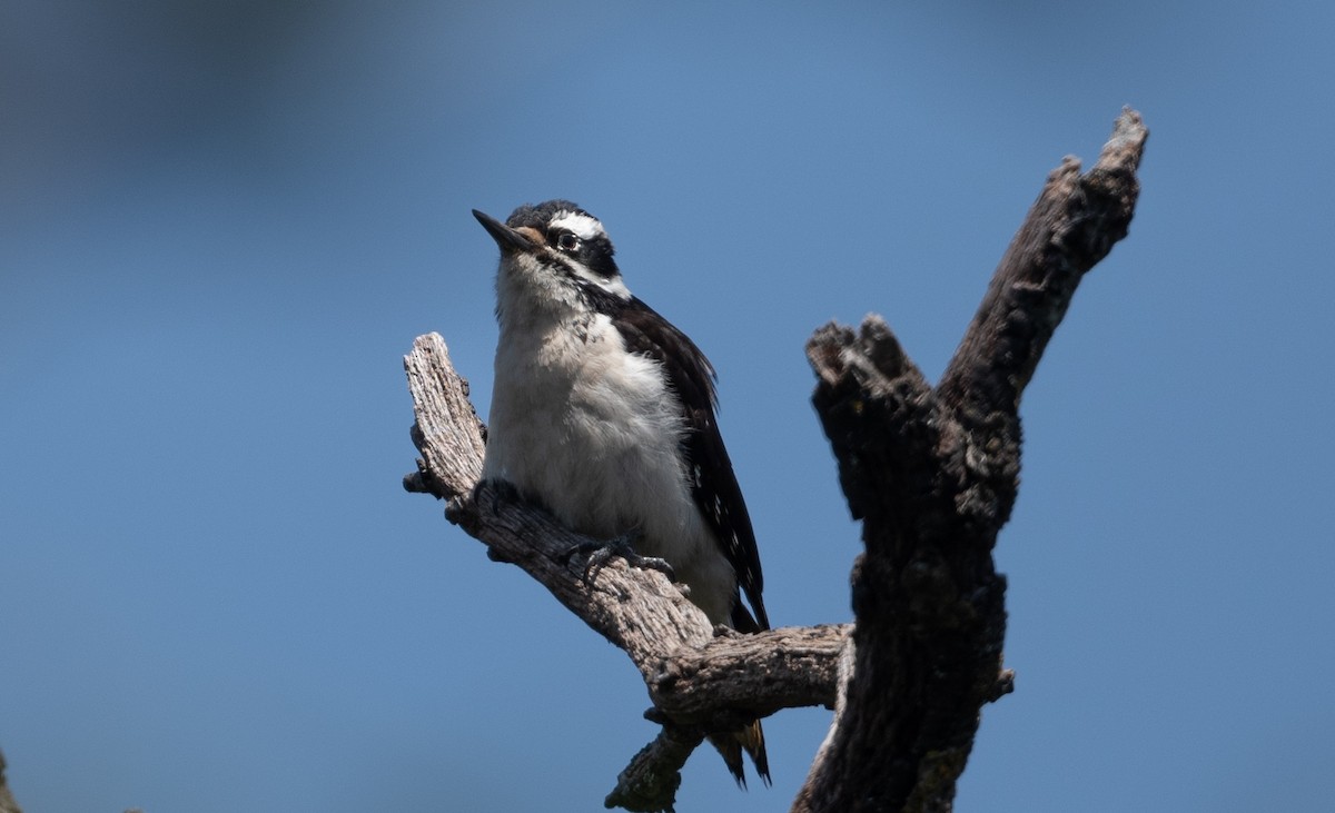 Hairy Woodpecker - ML619413019