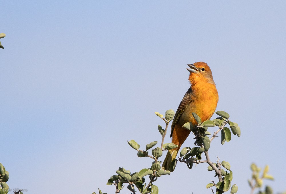 Hepatic Tanager - Federico Villegas